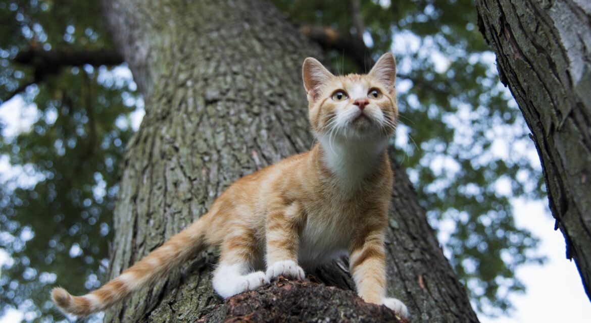 Psy Cat Comportementaliste Félin Nice Monaco Alpes Maritimes 06 Var 83 Territoire du chat