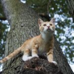 Psy Cat Comportementaliste Félin Nice Monaco Alpes Maritimes 06 Var 83 Territoire du chat