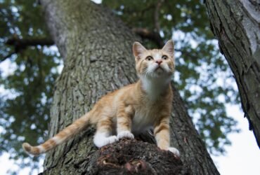 Psy Cat Comportementaliste Félin Nice Monaco Alpes Maritimes 06 Var 83 Territoire du chat