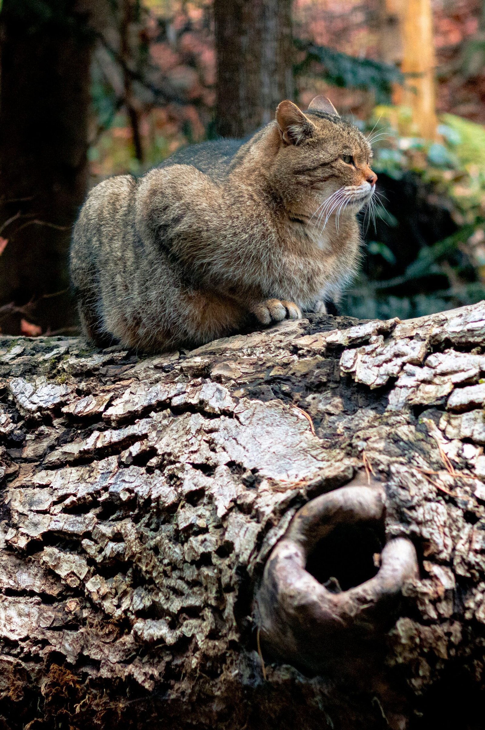 Psy Cat Comportementaliste Félin
Nice Monaco Alpes Maritimes 06 Var 83