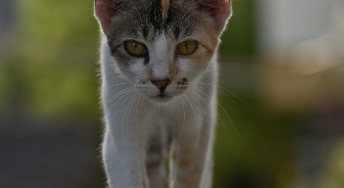 Psy Cat Comportementaliste Félin Nice Monaco Alpes Maritimes 06 Var 83