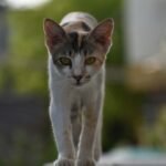 Psy Cat Comportementaliste Félin Nice Monaco Alpes Maritimes 06 Var 83