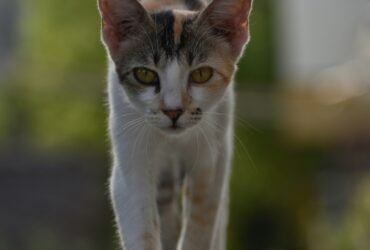 Psy Cat Comportementaliste Félin Nice Monaco Alpes Maritimes 06 Var 83