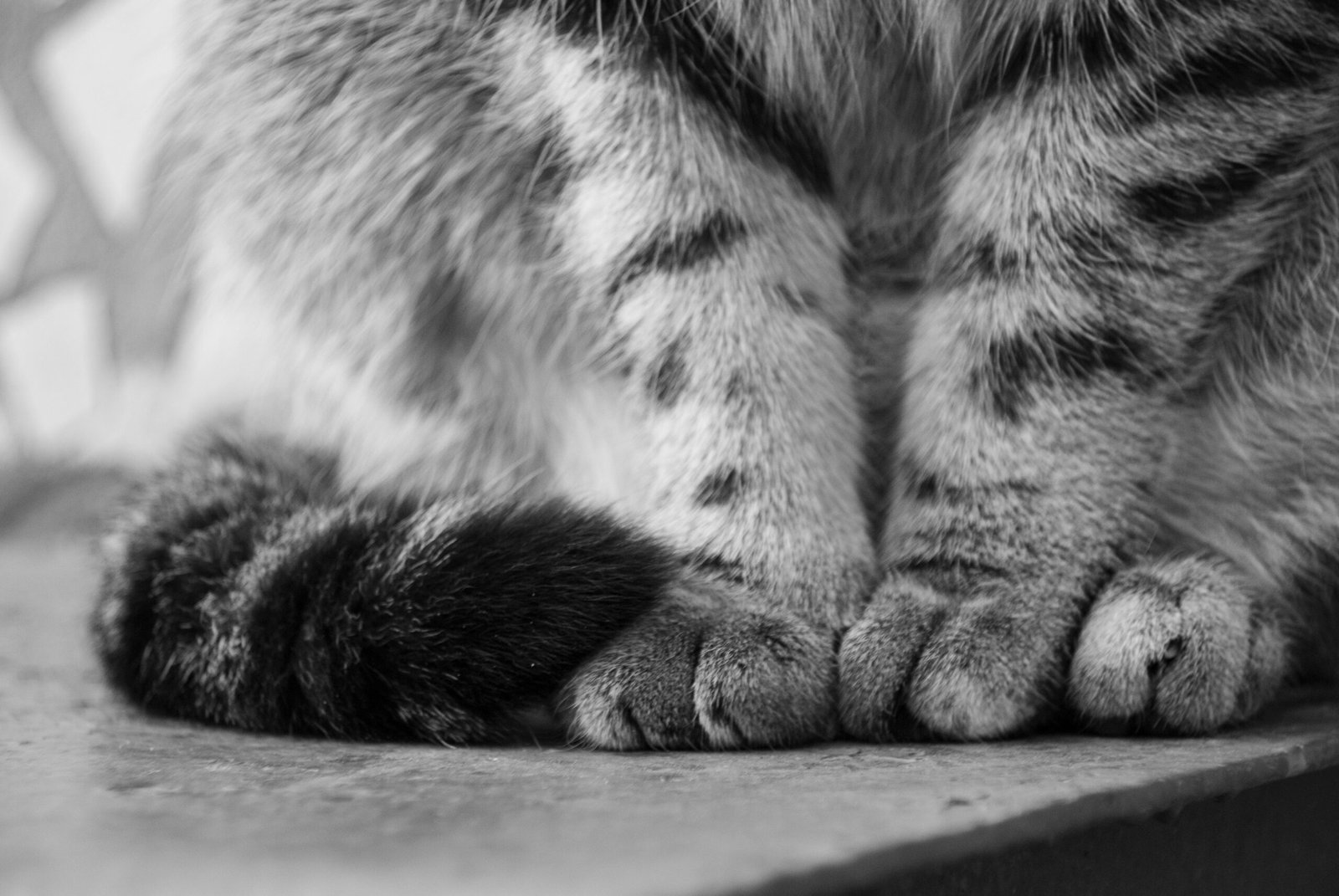 Psy Cat Comportementaliste Félin
Nice Monaco Alpes Maritimes 06 Var 83