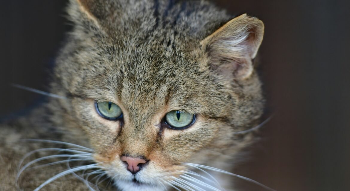 Psy Cat Comportementaliste Félin Nice Monaco Alpes Maritimes 06 Var 83