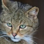 Psy Cat Comportementaliste Félin Nice Monaco Alpes Maritimes 06 Var 83