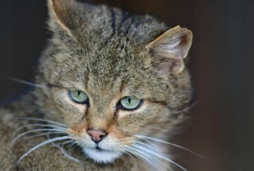 Psy Cat Comportementaliste Félin Nice Monaco Alpes Maritimes 06 Var 83
