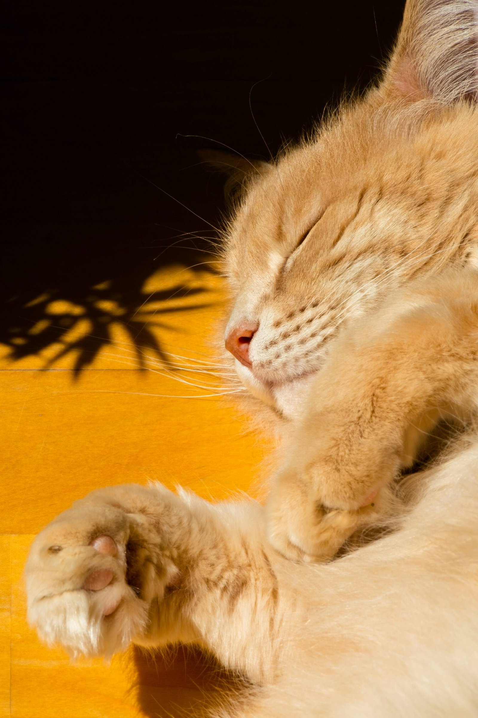 Psy Cat Comportementaliste Félin
Nice Monaco Alpes Maritimes 06 Var 83
