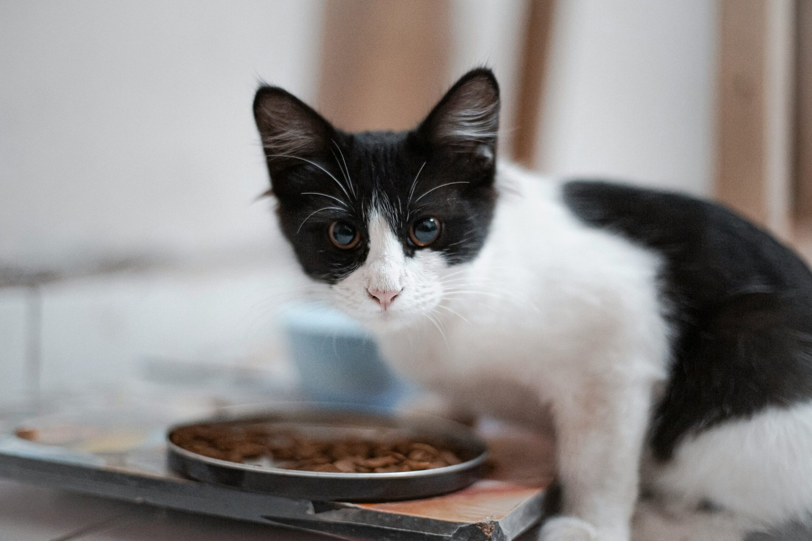Psy Cat Comportementaliste Félin Nice Monaco Alpes Maritimes Var