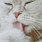 Psy Cat Comportementaliste Félin Nice Monaco Alpes Maritimes 06 Var 83 Allergie au chat