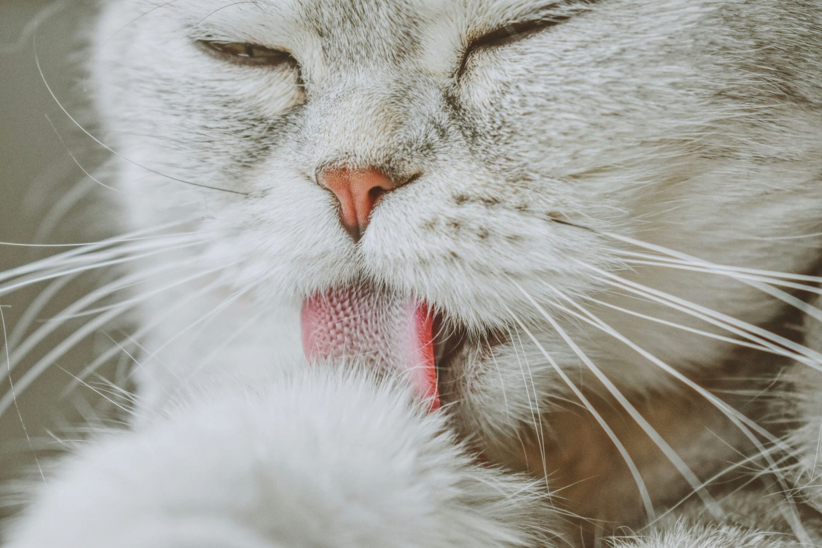 Psy Cat Comportementaliste Félin Nice Monaco Alpes Maritimes 06 Var 83 Allergie au chat