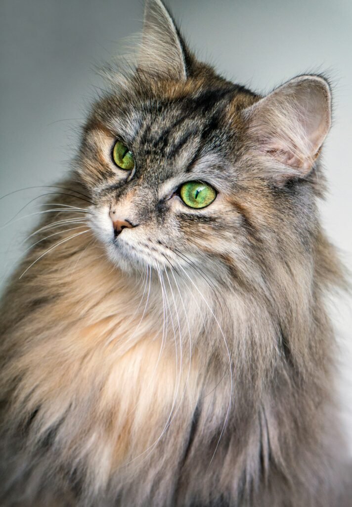 Psy Cat Comportementaliste Félin Nice Monaco Alpes Maritimes 06 Var 83 Siberian cat allergie 
