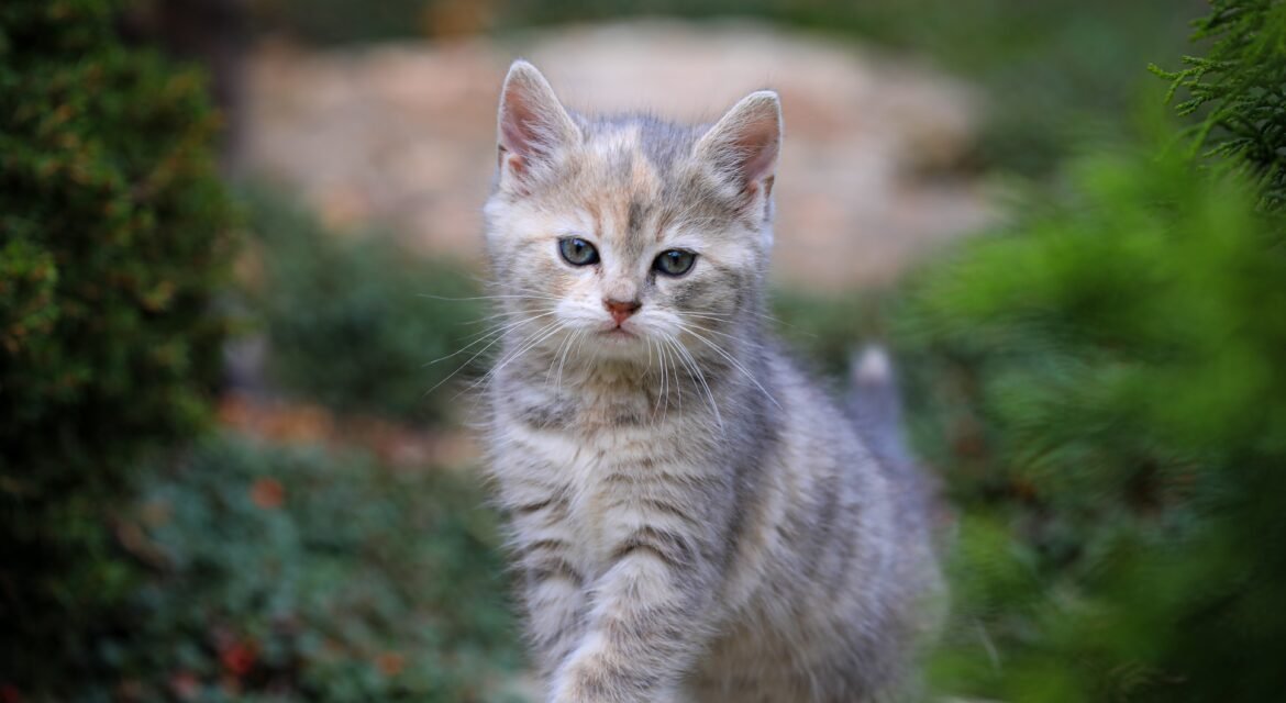 Psy Cat Comportementaliste Félin Nice Monaco Alpes Maritimes 06 Var 83 Personnalité juridique 1