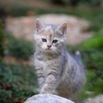 Psy Cat Comportementaliste Félin Nice Monaco Alpes Maritimes 06 Var 83 Personnalité juridique 1