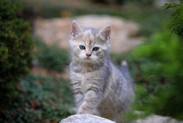 Psy Cat Comportementaliste Félin Nice Monaco Alpes Maritimes 06 Var 83 Personnalité juridique 1