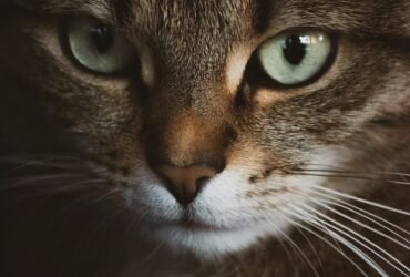 Psy Cat Comportementaliste Félin Nice Monaco Alpes Maritimes 06 Var 83 Chat au regard calme, illustration d’un article sur l’animal crushing