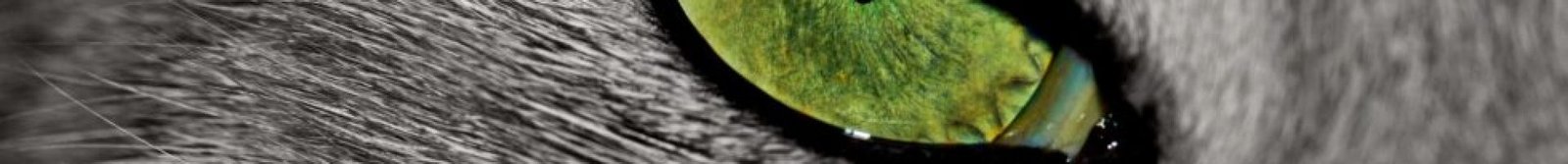 Psy Cat Comportementaliste FÃ©lin Nice Monaco Alpes-Maritimes Var - Il Ã©tait une fois le chat Perle